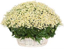 Цветочная композиция из Ромашки в корзине #REPLACE_PRED# Мотяково